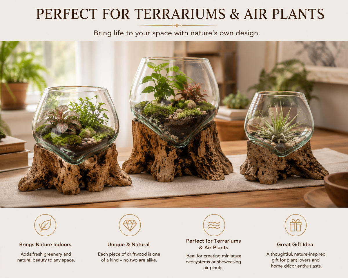 Three terrariums made from natural tree stumps in a living room setting, with green plants and moss inside clear glass containers. The image includes marketing text at the top and bottom highlighting their suitability for terrariums and air plants.