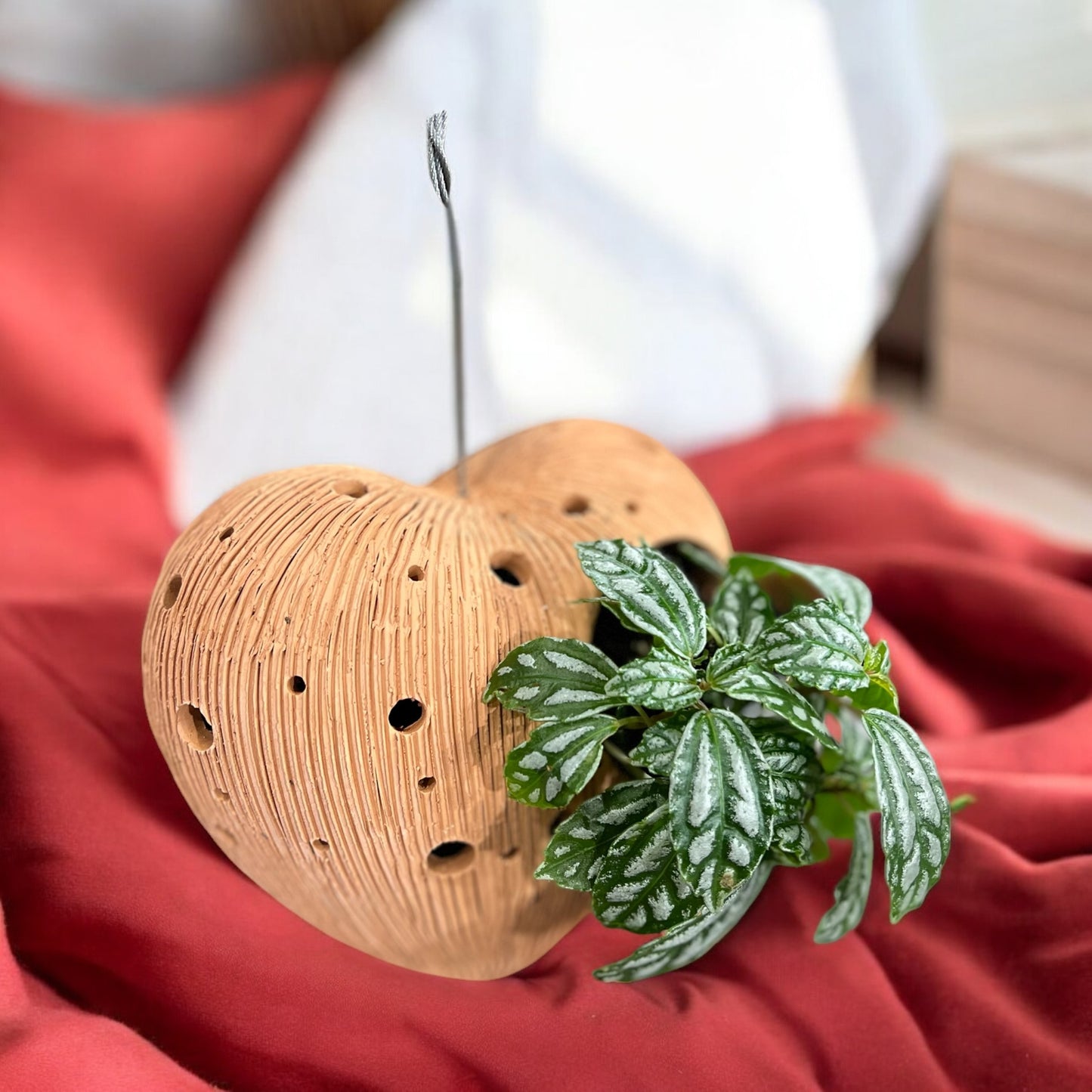 Terracotta pots planter with a small green plant on a red fabric background