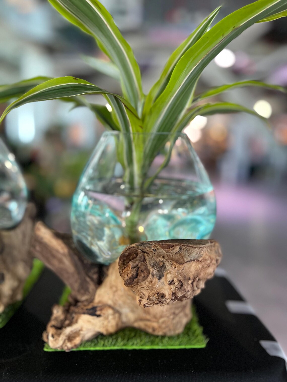 Artisan glass bowl molded to driftwood base – unique eco-friendly planter