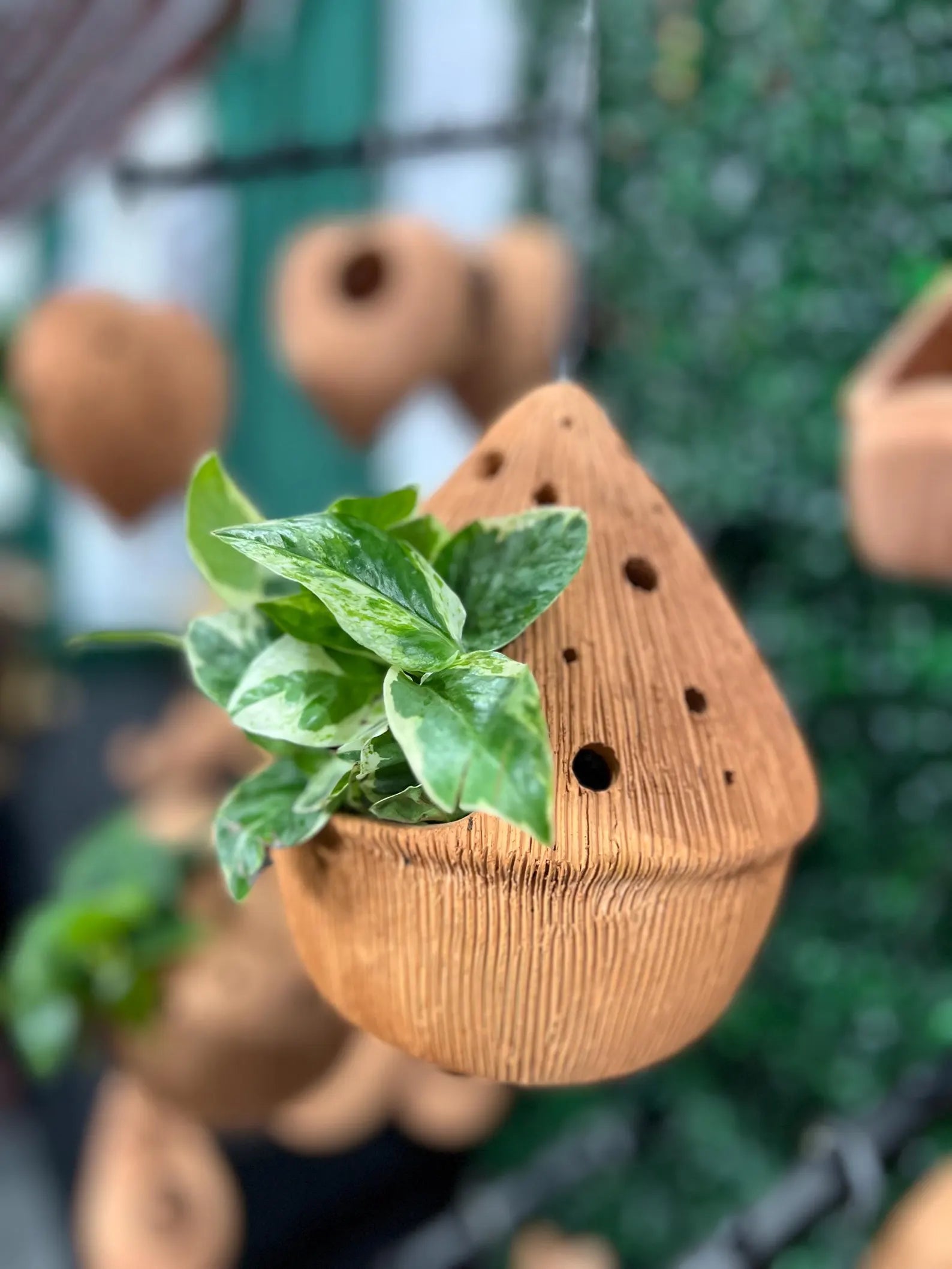 Terracotta planter with a small plant inside, set against a blurred green background.