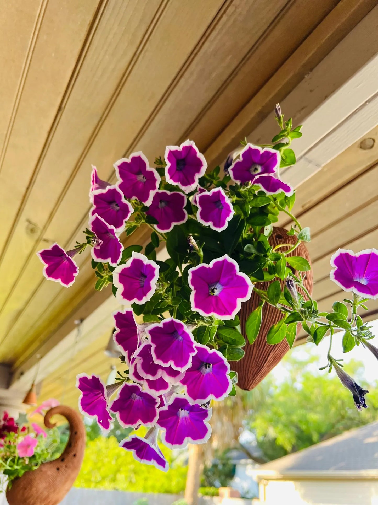 Purple flowers in a hanging Terracotta pots
