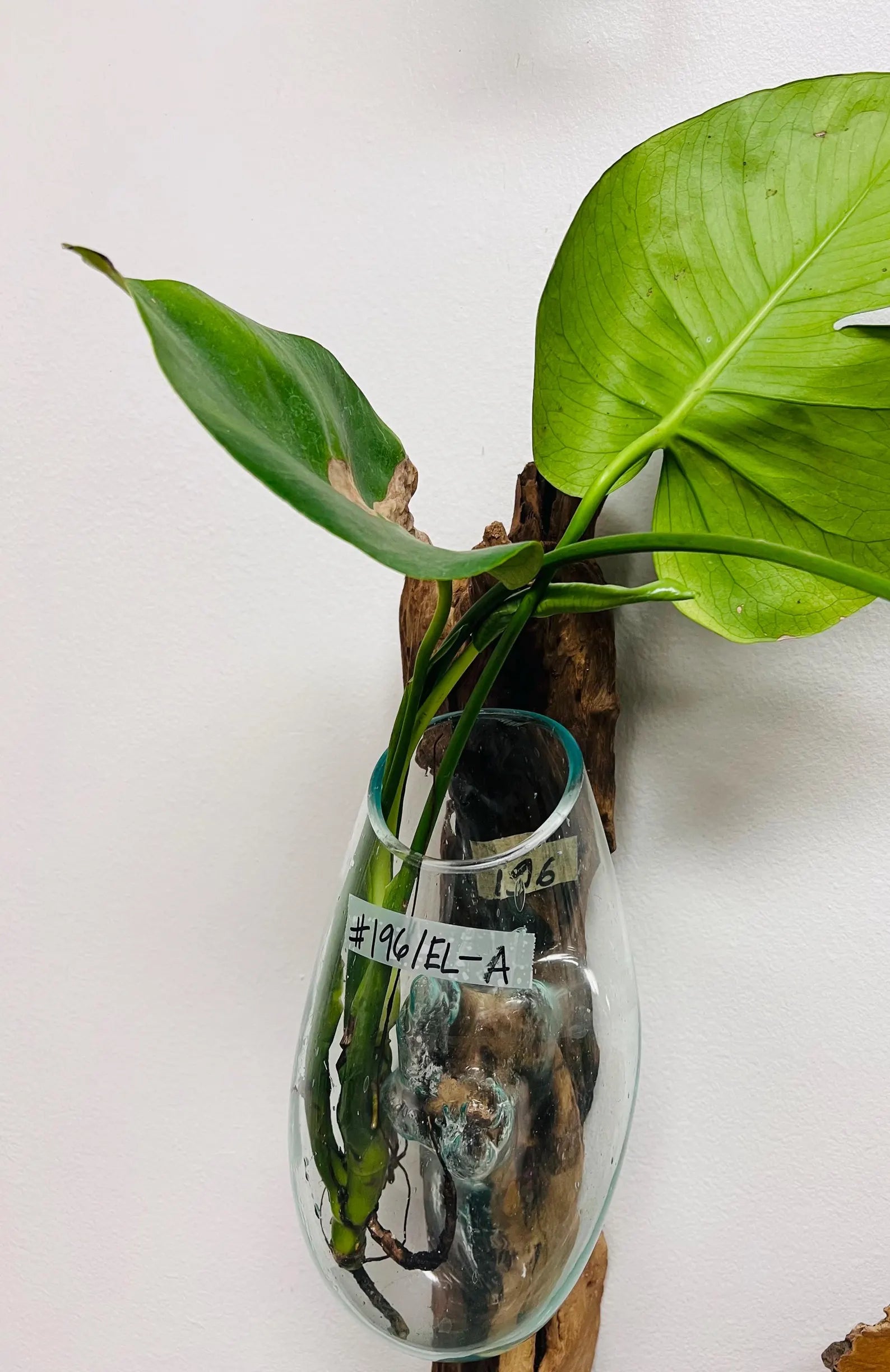 Glass vase with a plant on a white background