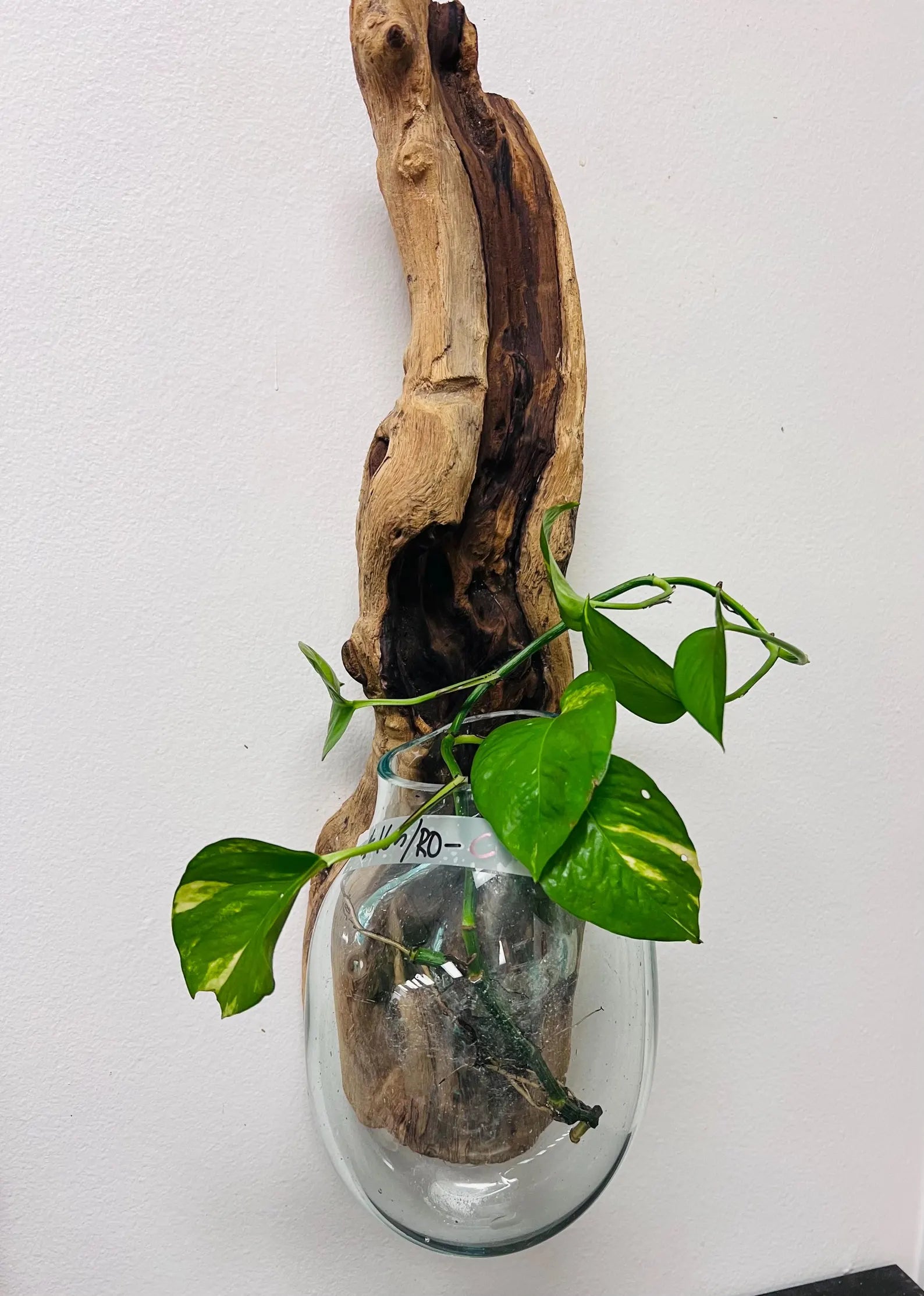 Glass vase with green plant and driftwood against a white background